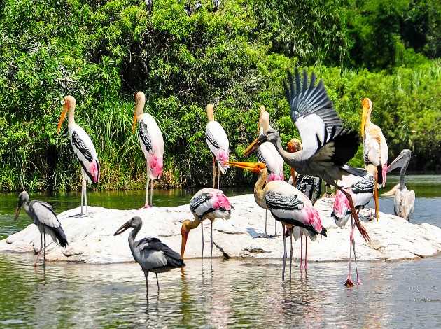 Kumarakom Bird Sanctuary