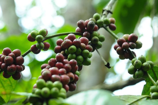 Thekkady spice gardens