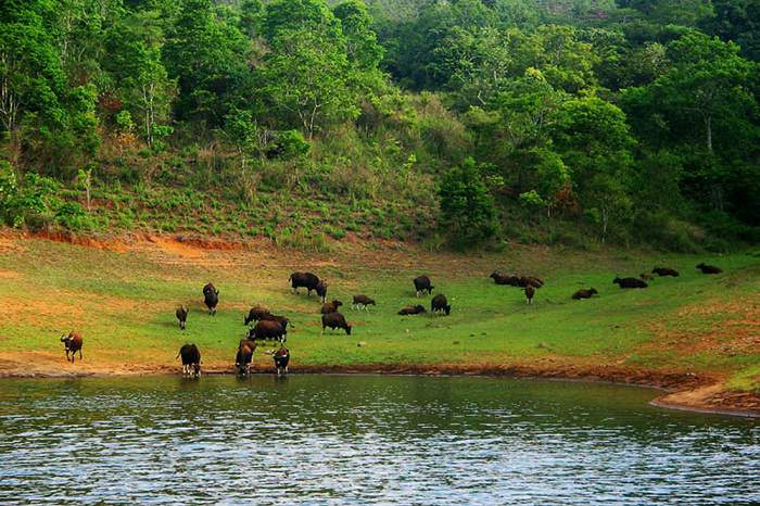 wildlife sanctuary of Periyar