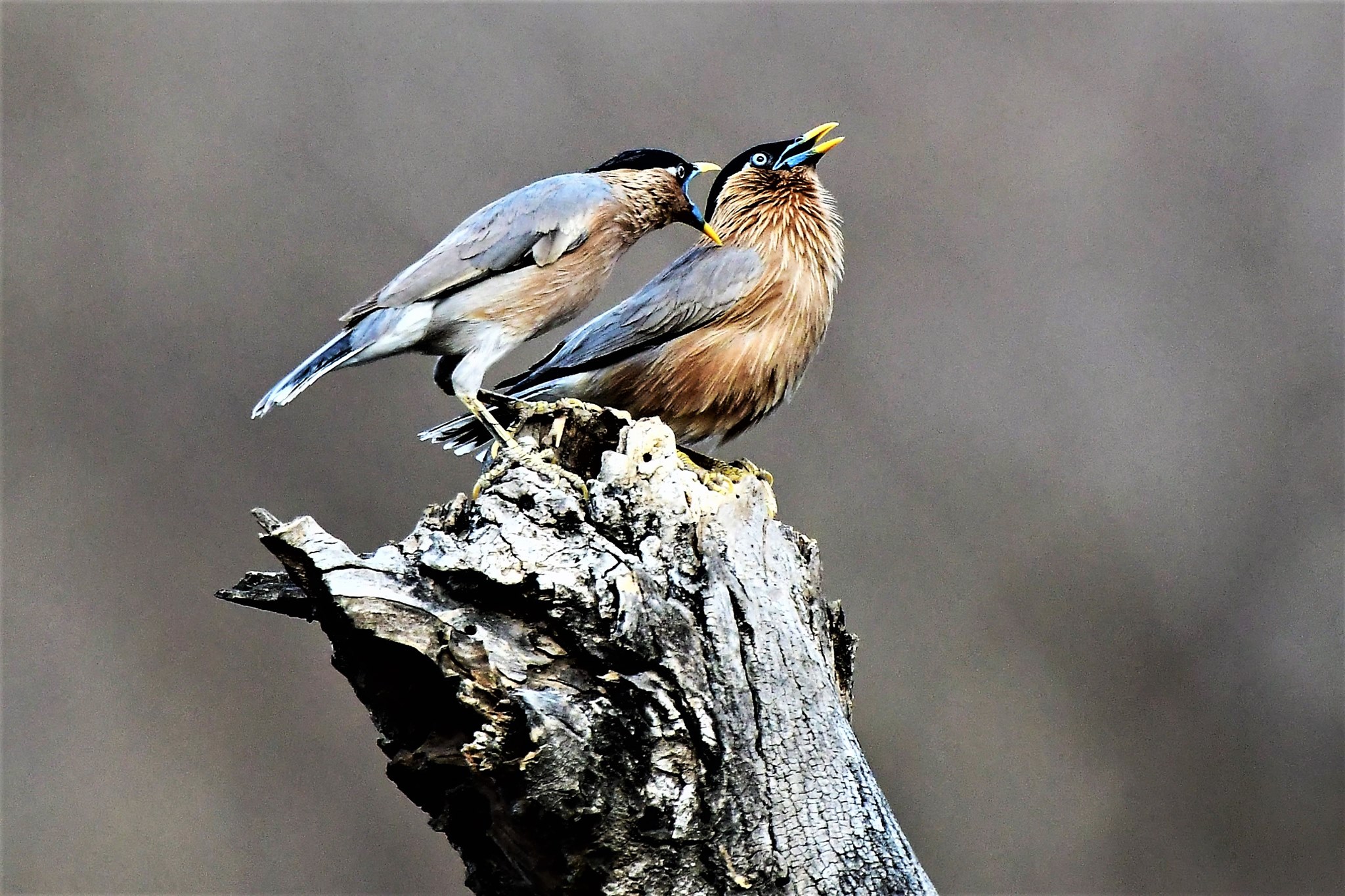 Delhi NCR Bird Photography Tours 