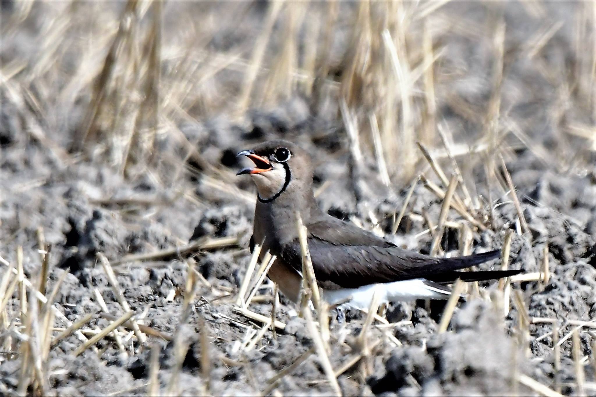 Delhi NCR Bird Photography Tours 