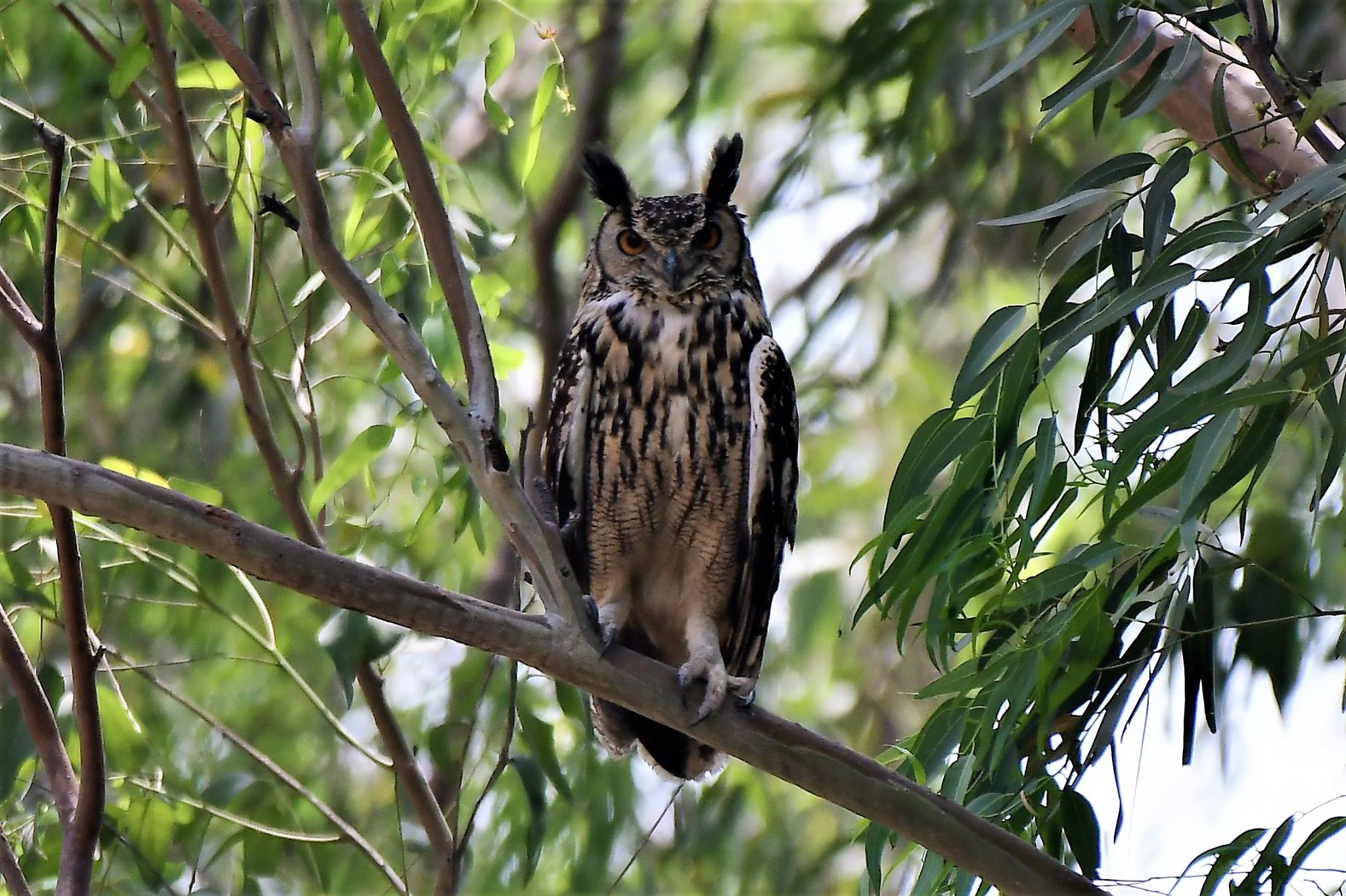 Delhi NCR Bird Photography Tours 