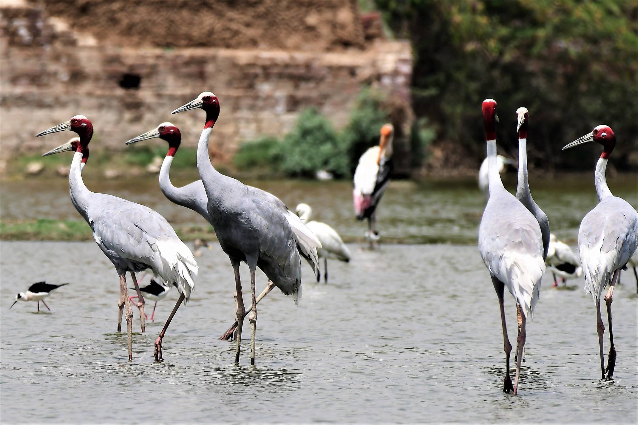 Delhi NCR Bird Photography Tours 