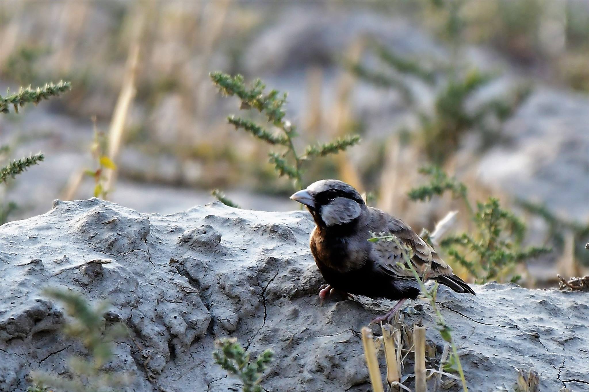 Delhi NCR Bird Photography Tours 