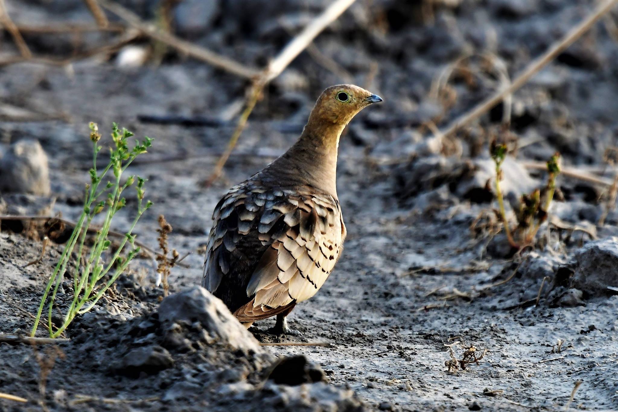 Delhi NCR Bird Photography Tours 