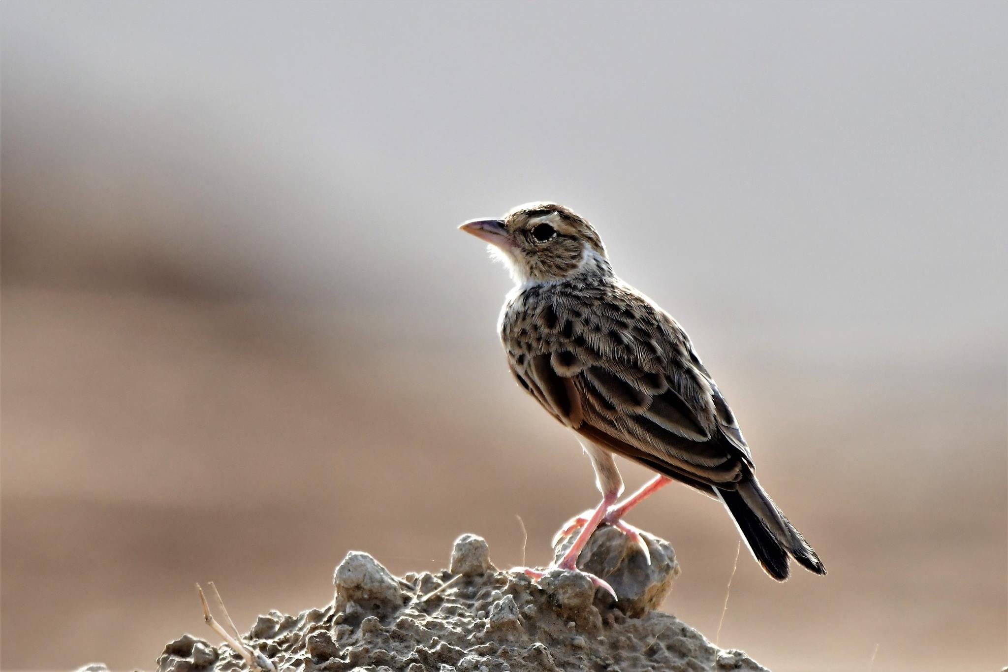 Delhi NCR Bird Photography Tours 