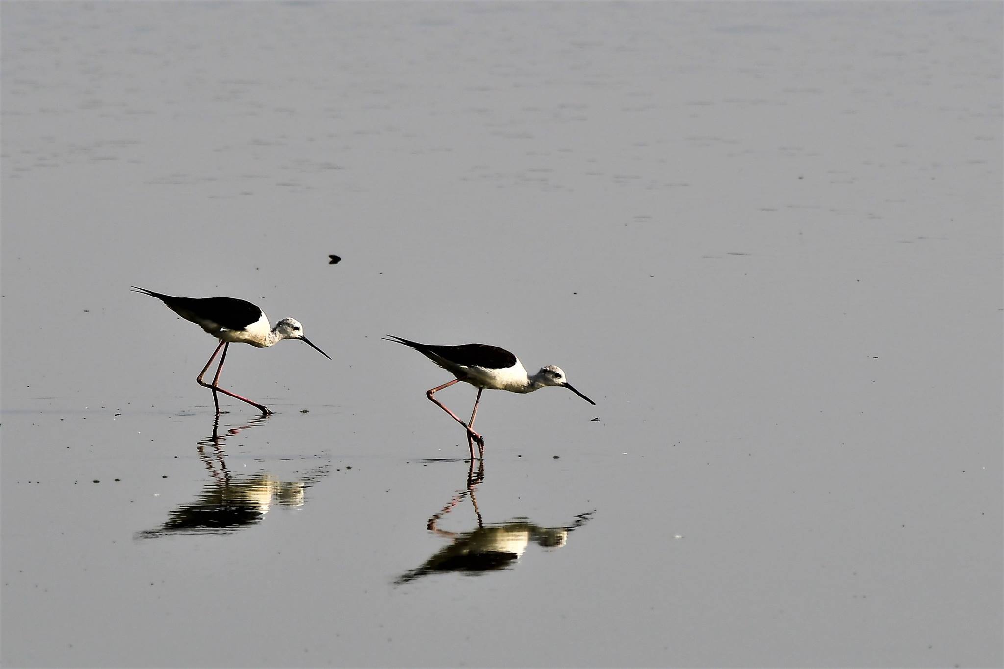 Delhi NCR Bird Photography Tours 