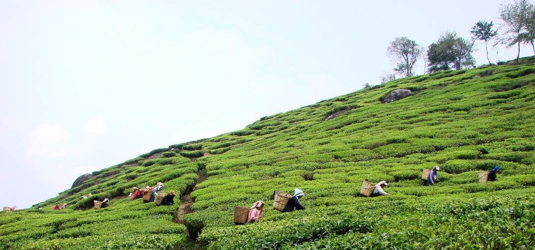 Tea Gardens of Eastern India