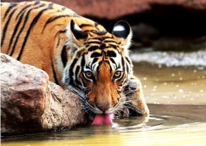 Call of the Wild: Taj Temple and Tigers