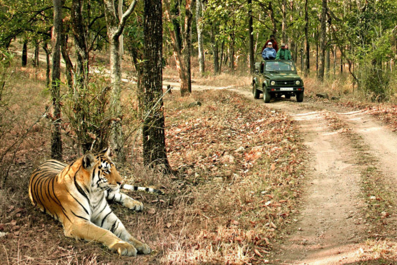 Wild India in style with Taj Safari Lodges