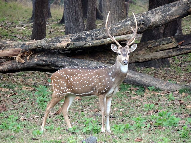 Bandhavgarh National Park Spotted Deer