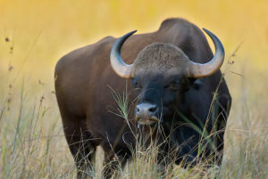 Kanha National Park