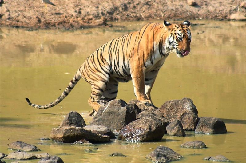 Panna Tiger reserve