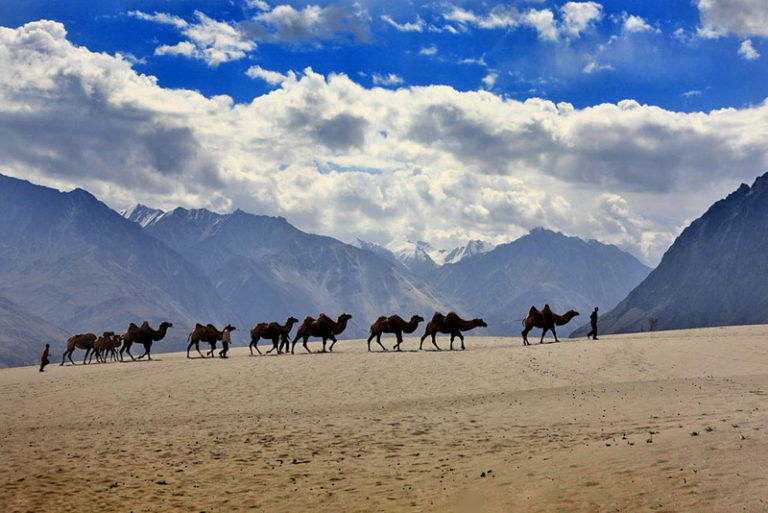 nubra valley leh - Wildlife and Photography Tours by Odin