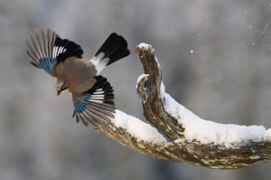 Bhutan Bird Photography Tour