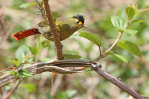 Eaglenest WS Bird Photography Tour