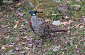 Sattal-Pangot Bird Photography Tour