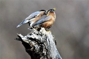 Delhi NCR Bird Photography Tours