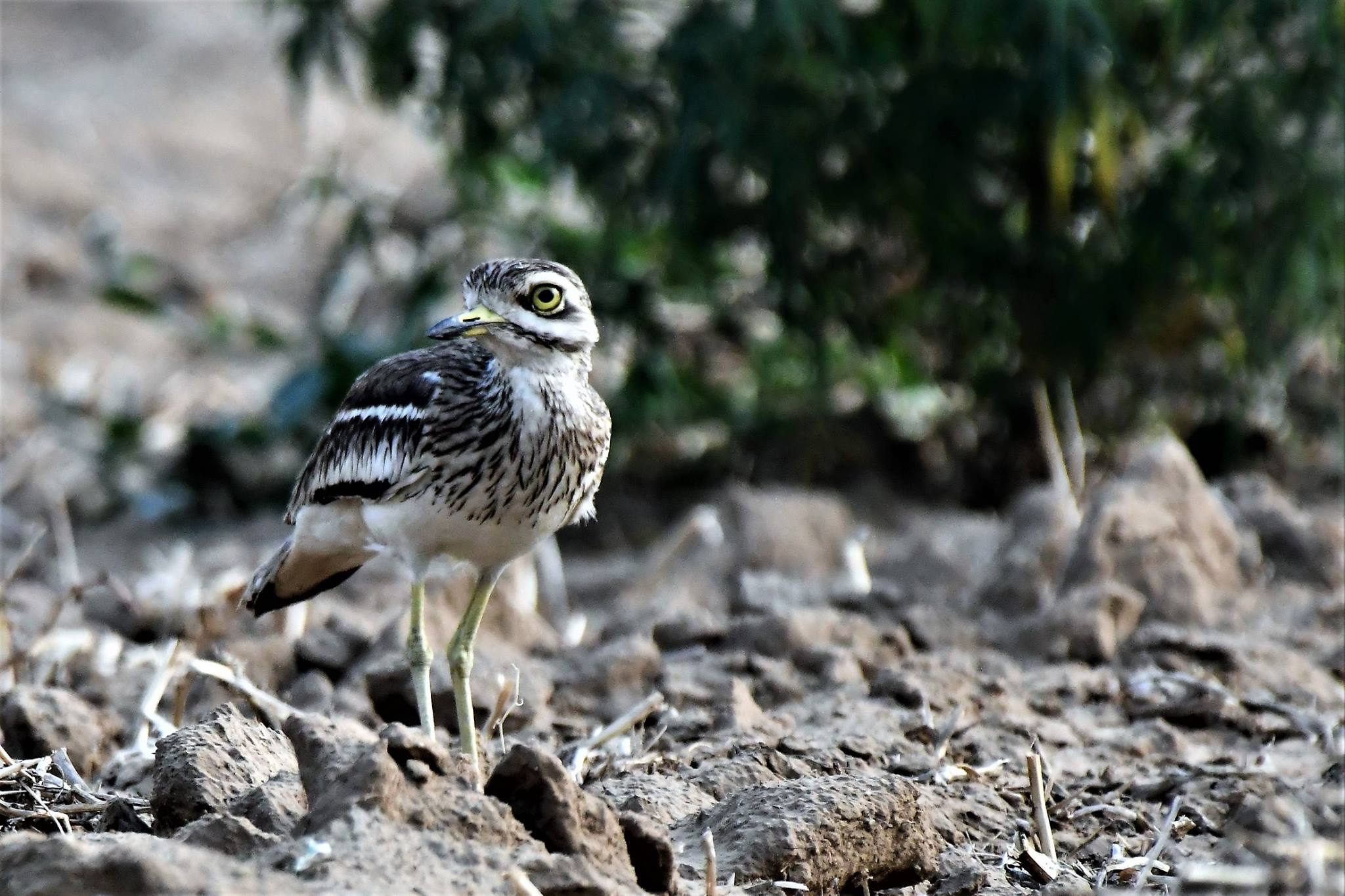 Delhi NCR Bird Photography Tours 