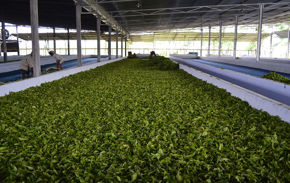 Assam Tea Factory