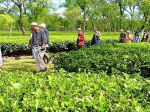 Assam Tea Garden