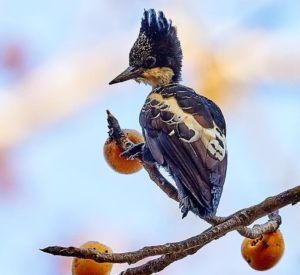 Heart-spotted Woodpecker