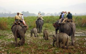 Kaziranga National Park