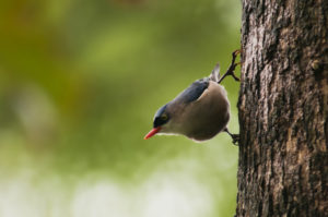 Velvet-fronted Nuthatch