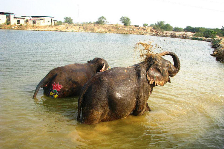 elephant sanctuary Jaipur
