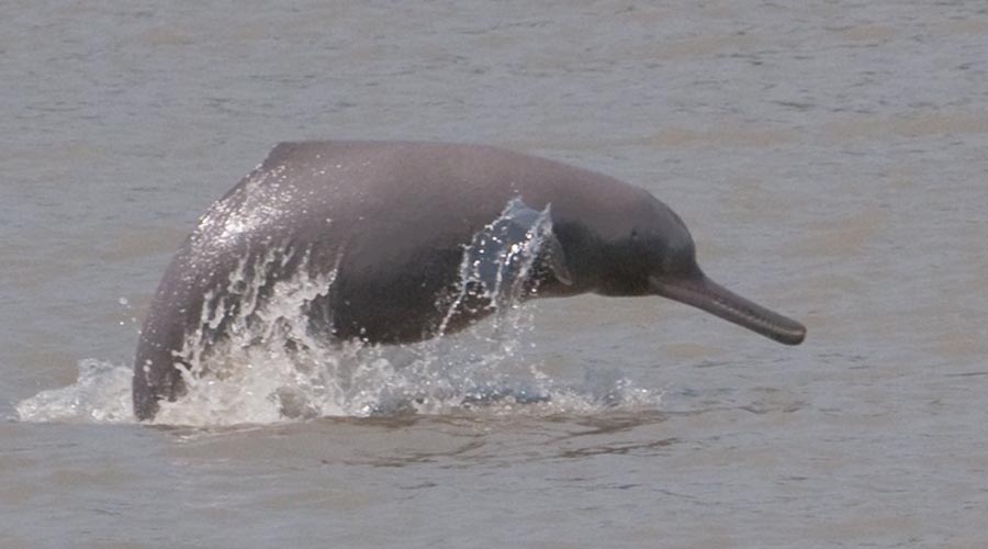 Dolphin Sighting place at Tezpur