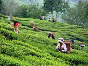 Tea Garden Jorhat