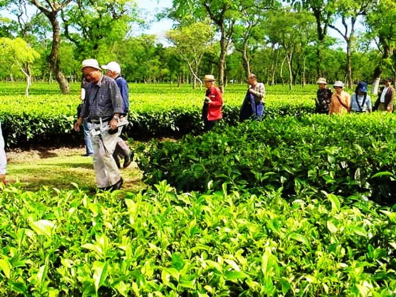 Tea Tour in a Heritage Tea Garden