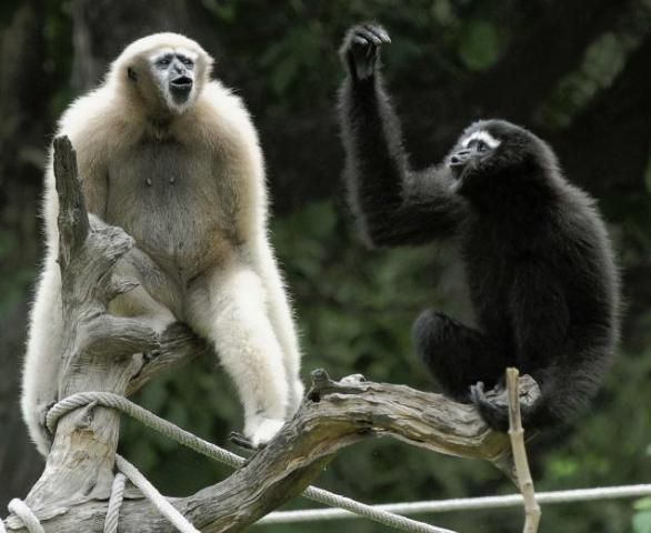 gibbon wildlife sanctuary jorhat assam