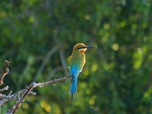 Bird watching at the Bundala National Park