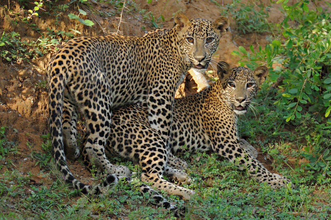 wildlife Sri Lanka