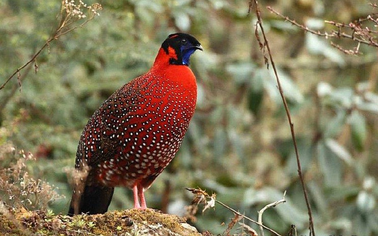 Western_Tragopan_Himalayarange