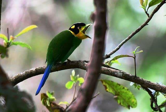 Long_tailed_Broadbill_songbird_India
