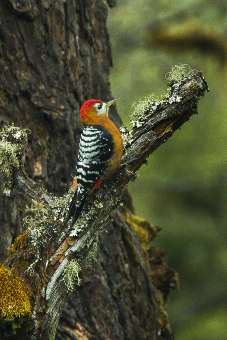 Woodpecker-Chopta_Tungnath_India