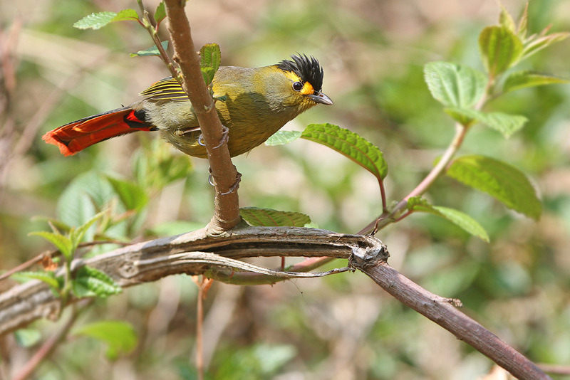 Eaglenest-WS-Bird-India
