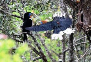 East Sikkim and Mahananda WS Bird Photography Tour