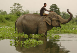Tea Trail and Wildlife of Assam