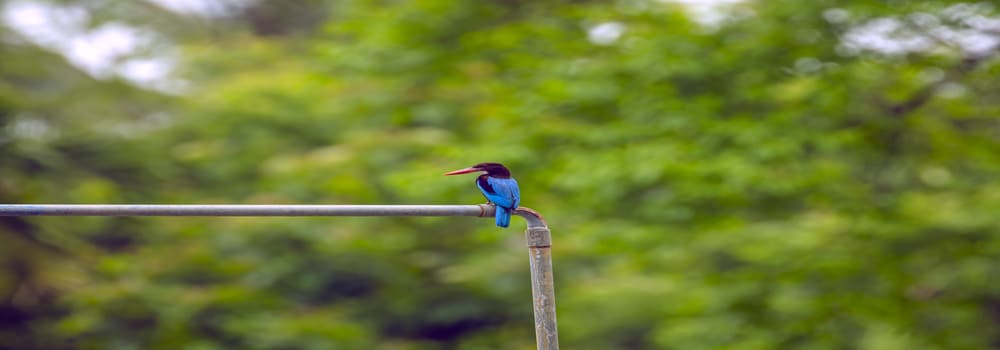 Rangat, kingfisher_India