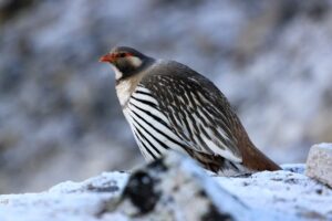 Ladakh Bird Photography Tour