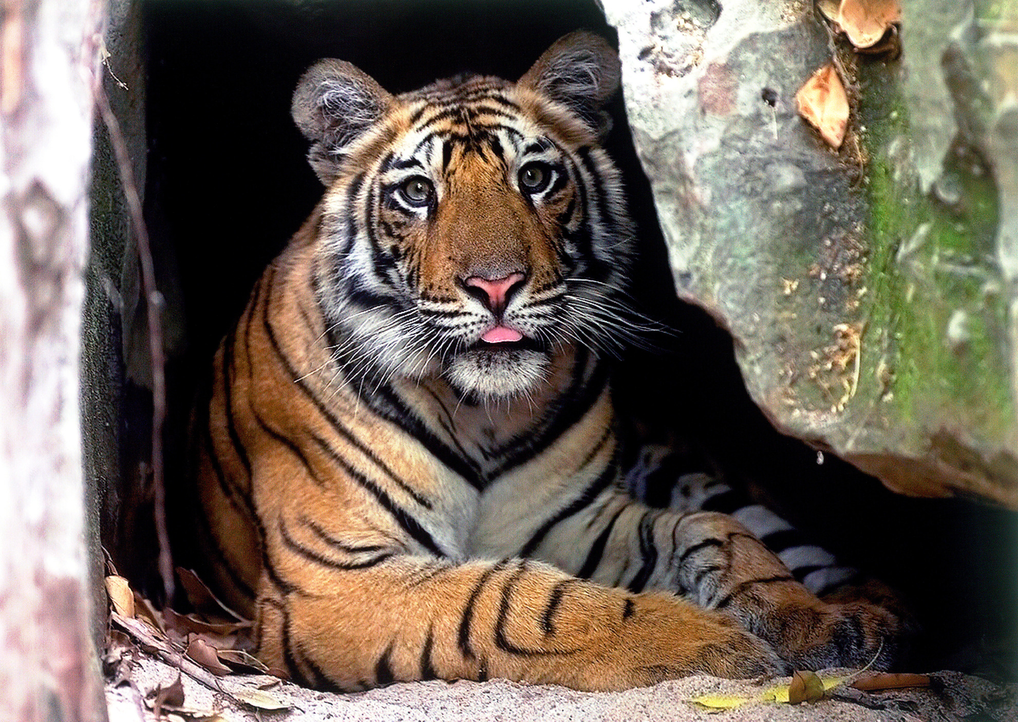 Tiger Safari Central India