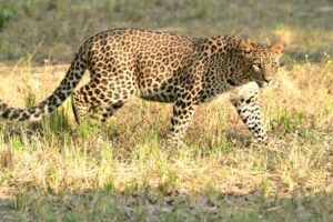 Bera Jawai Leopard Safari