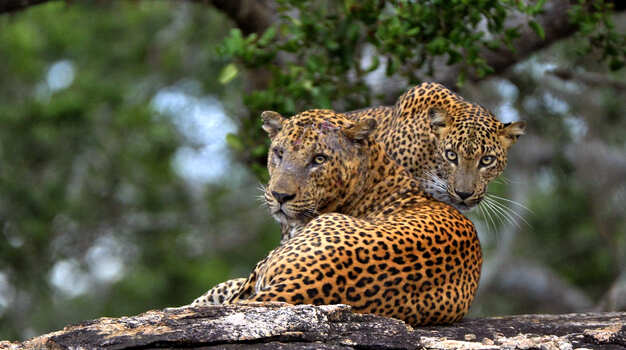 Anatolianleopard_Srilanka