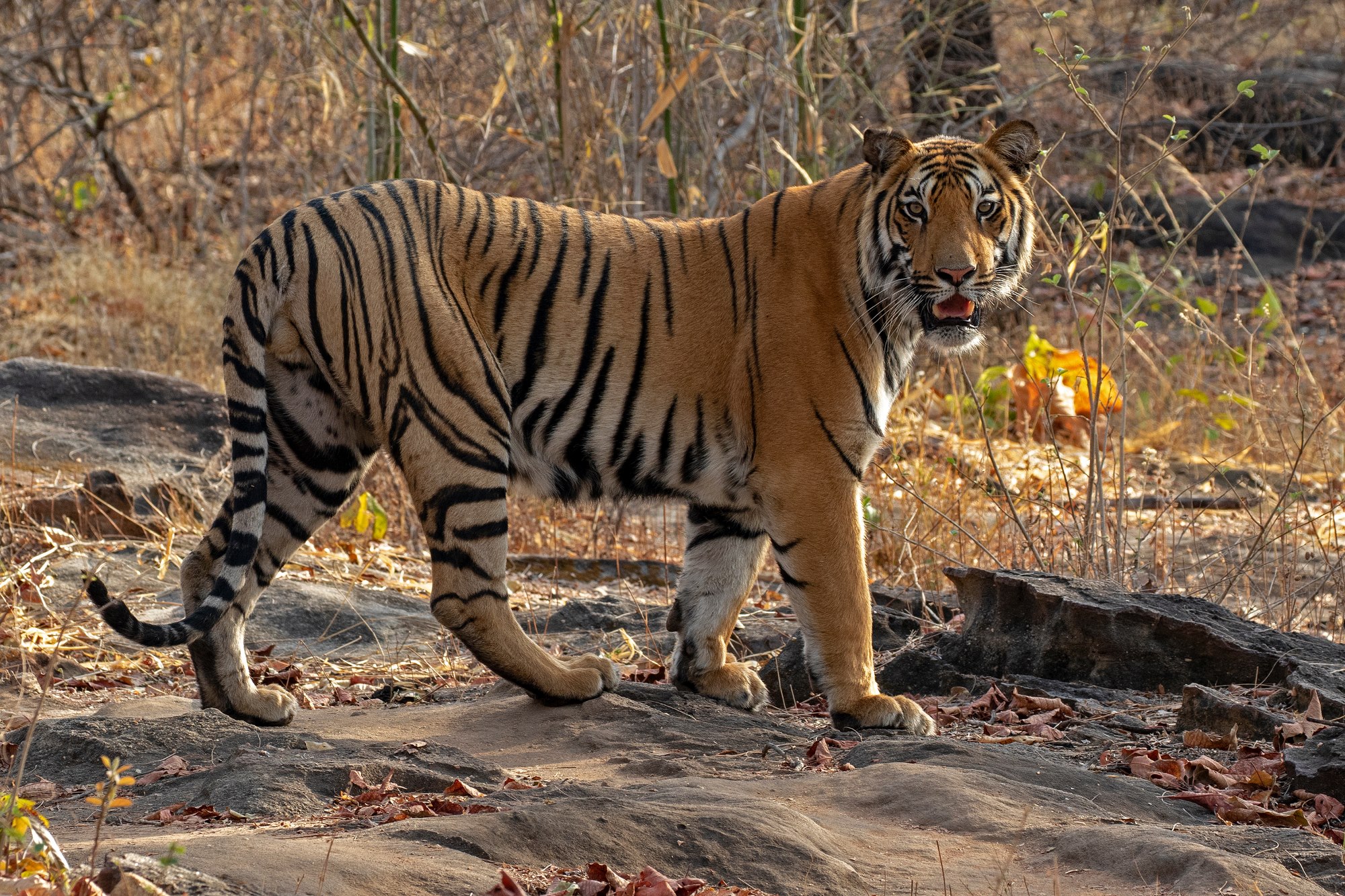 Tiger_Bandhavgarh_India