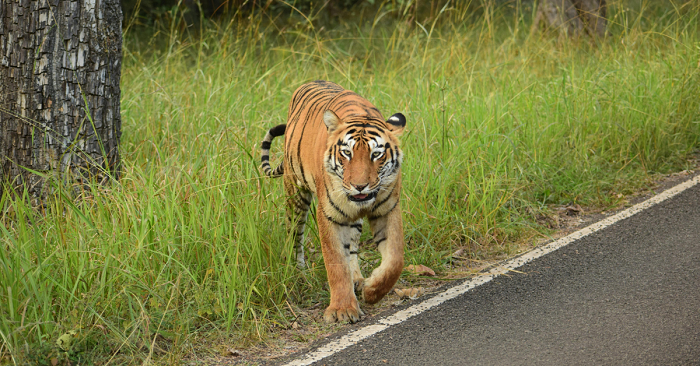 Customized Tiger Safari in Central India