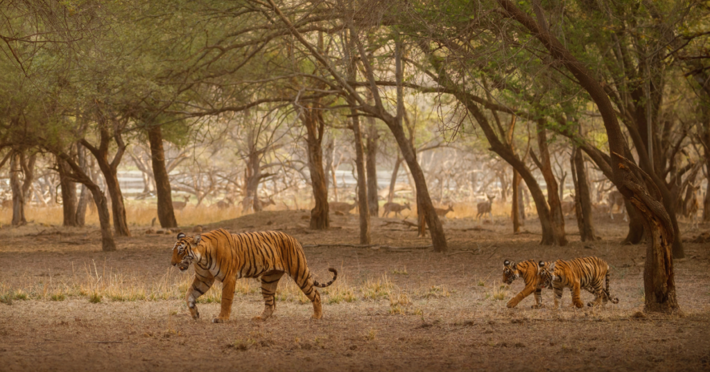 Private Tiger Safari in Central India