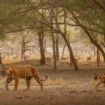 Private Tiger Safari in Central India – Customized Wildlife Tours